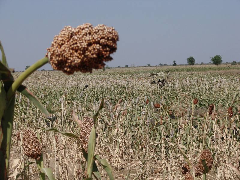 Économie: Conséquences de la mauvaise pluviométrie de l’année 2023 sur le rendement agricole dans les zones rurales.