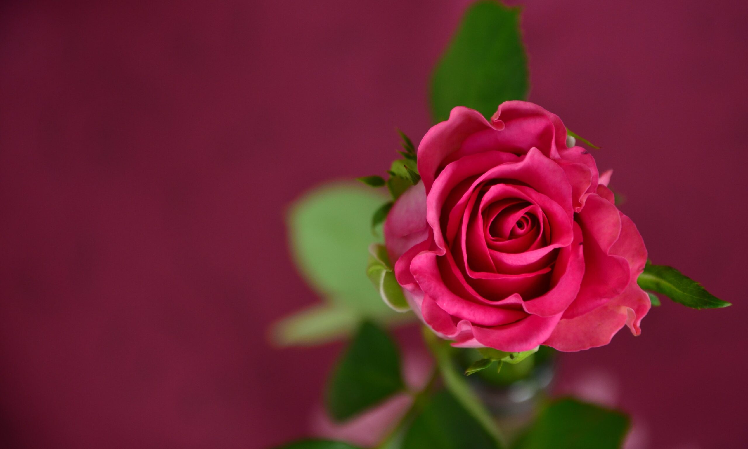 La Saint-Valentin,  une fête aux origines complexes !