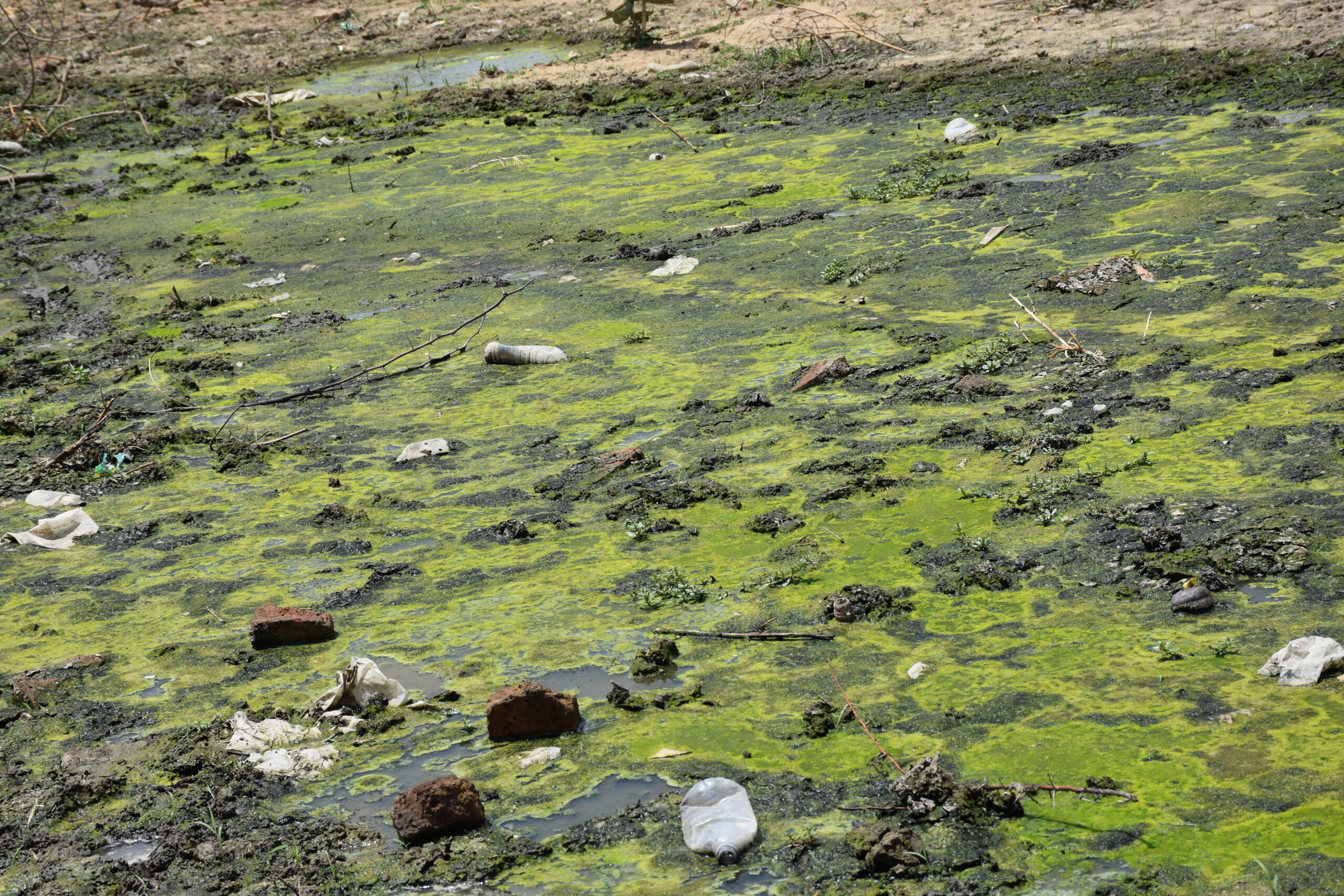 Tchad-Environnement : Crise écologique à Klessoum