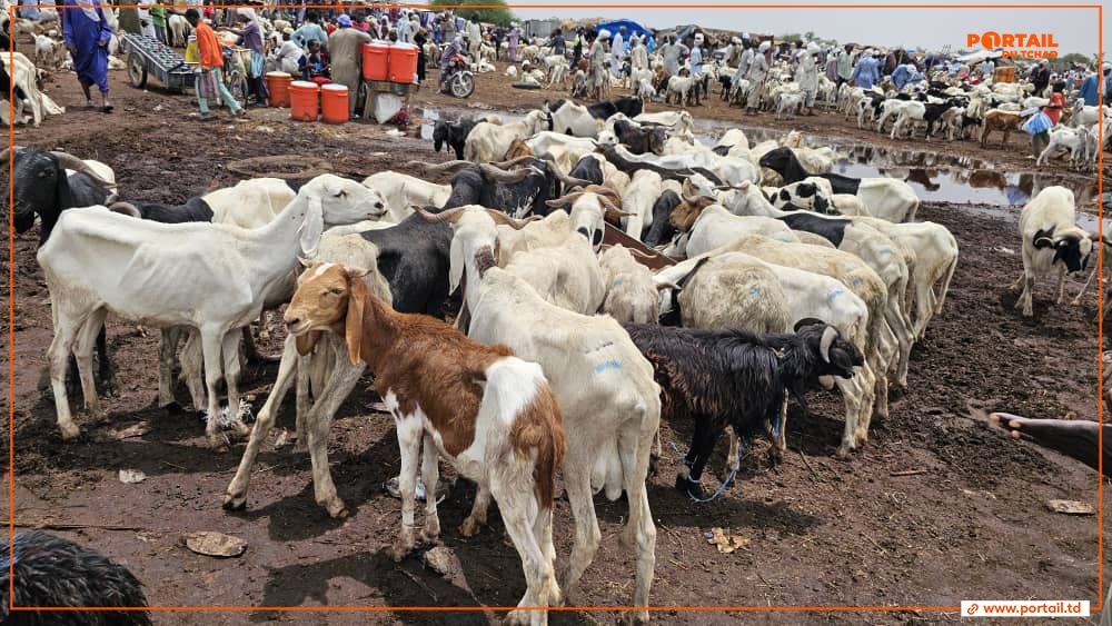 Tchad-Religion : les marchés de N’Djamena en Ébullition à la Veille de la Tabaski Malgré la Hausse des Prix des Moutons