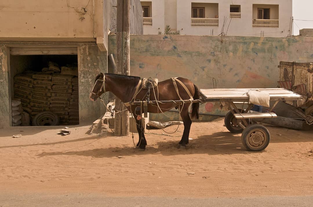 Interdiction des chariots à traction animale à N’Djamena : Une mesure pour la sécurité routière