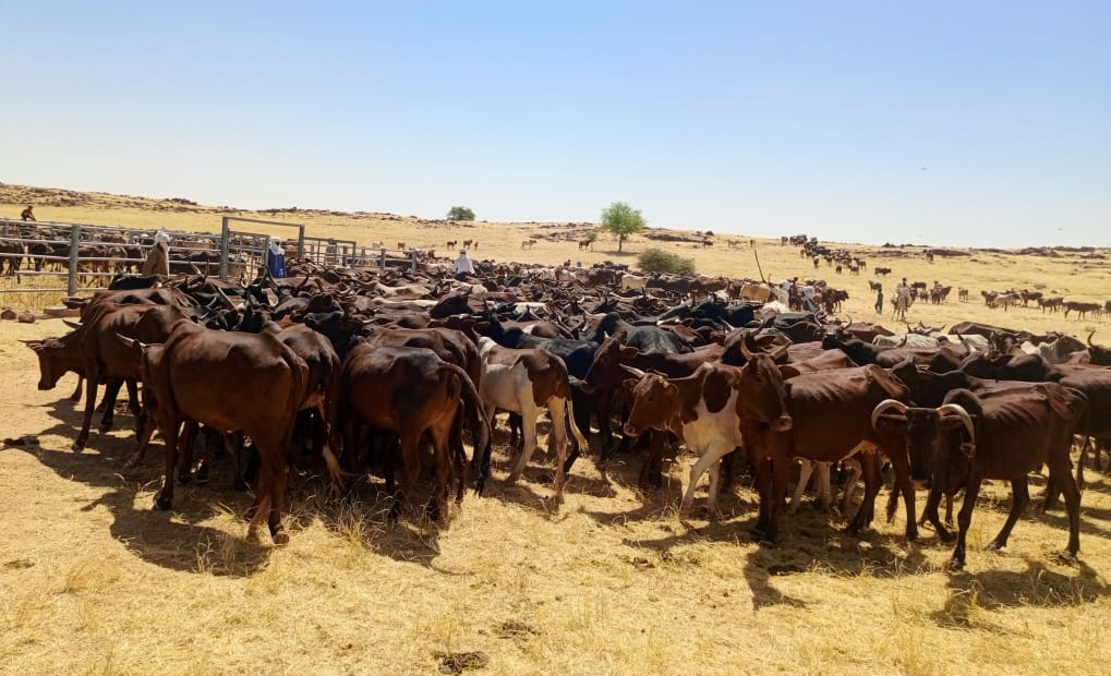 Tchad : Lancement de la campagne nationale de vaccination du cheptel pour l'édition 2024-2025