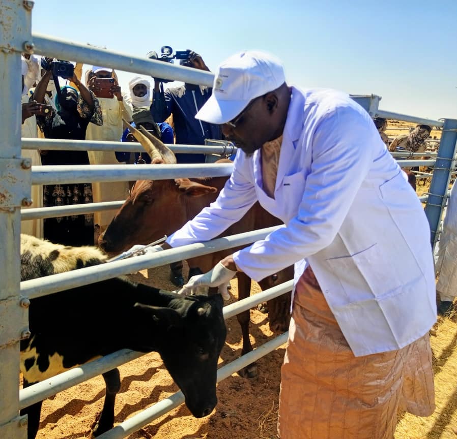 Tchad : Lancement de la campagne nationale de vaccination du cheptel pour l’édition 2024-2025