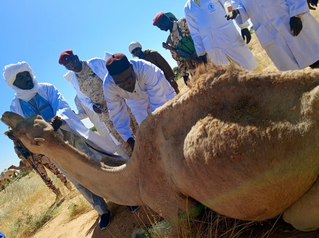 Tchad : Lancement de la campagne de vaccination des dromadaires contre les maladies telluriques