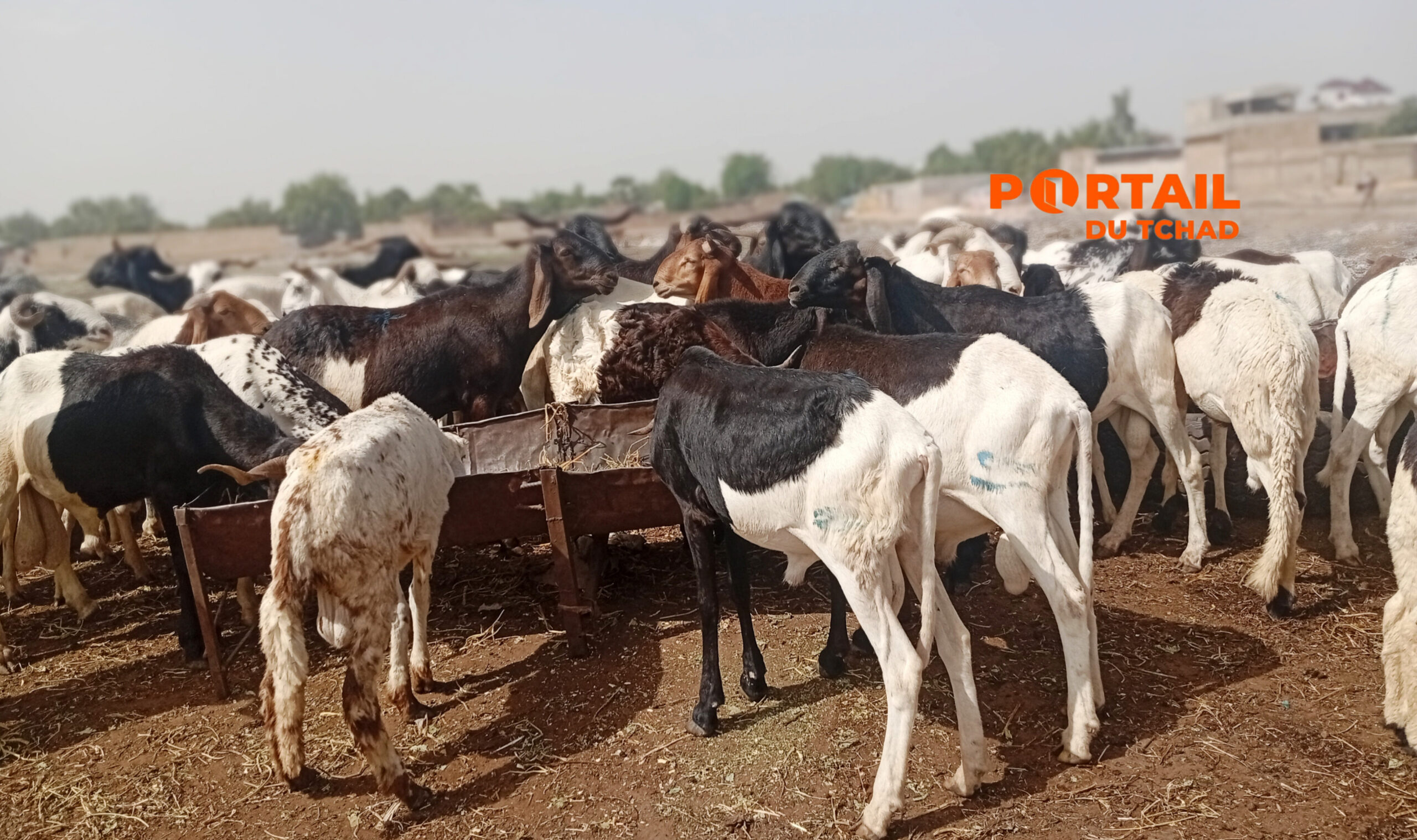 À N’Djamena, des préparatifs de l’Aïd al-Adha marqués par une morosité sur le marché des moutons