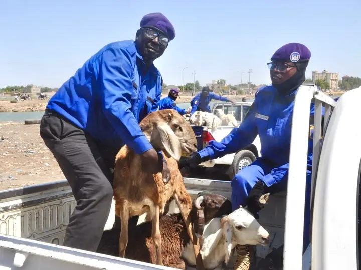 N’Djamena : opération de mise en fourrière des animaux errants dans les 2ᵉ et 7ᵉ arrondissements