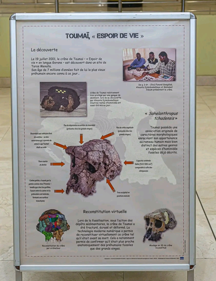 Le Tchad célèbre les 25 ans de Toumaï à travers un colloque international de paléontologie